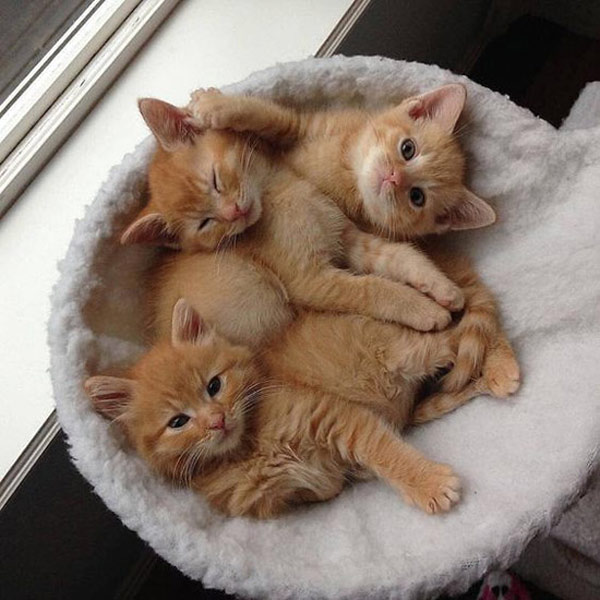 three kittens