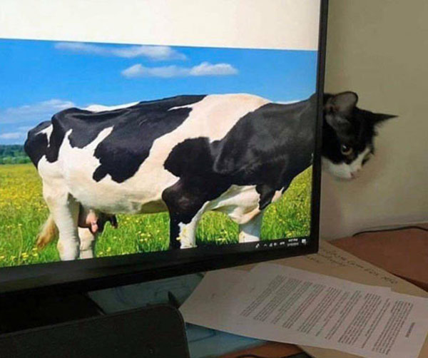 cow cat