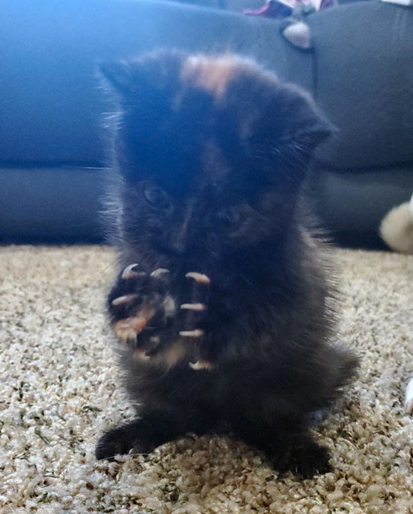 evil black kitten