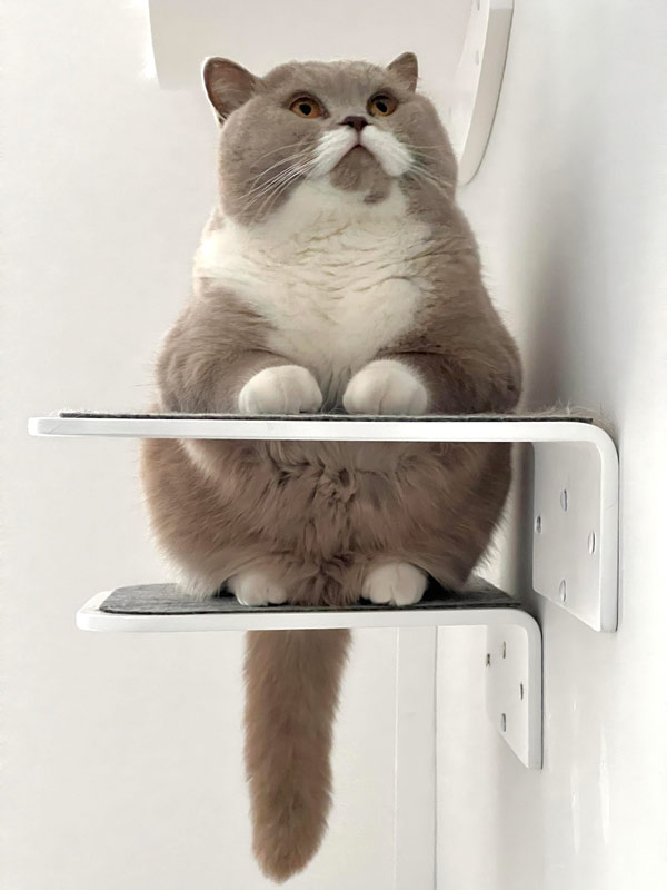 fat cat on shelf