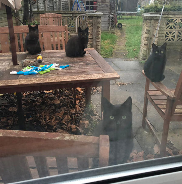 four black cats