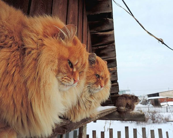 furry farm cats