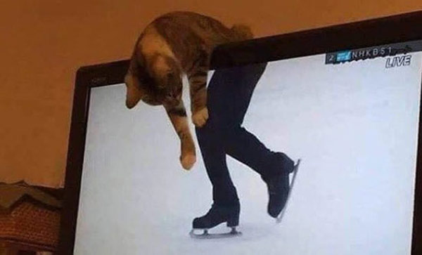 ice skating kitty