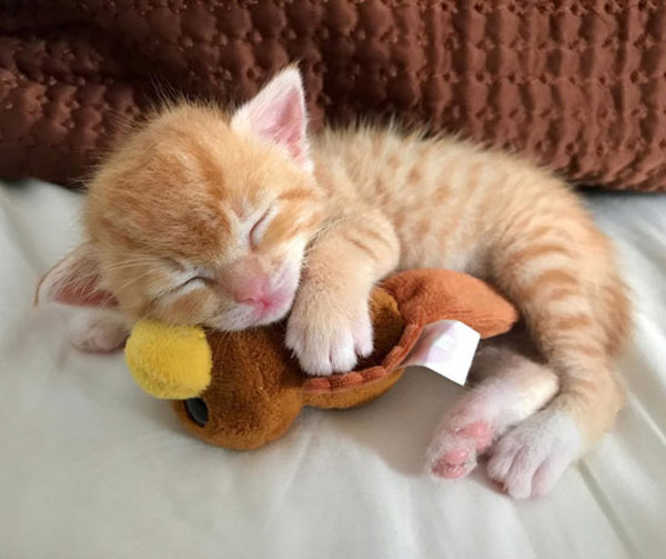 kitten asleep