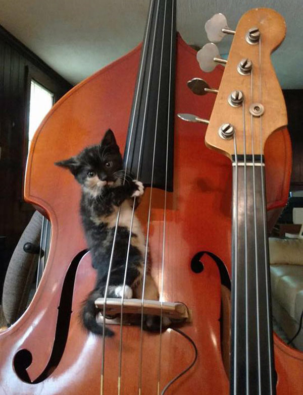 kitten on violin