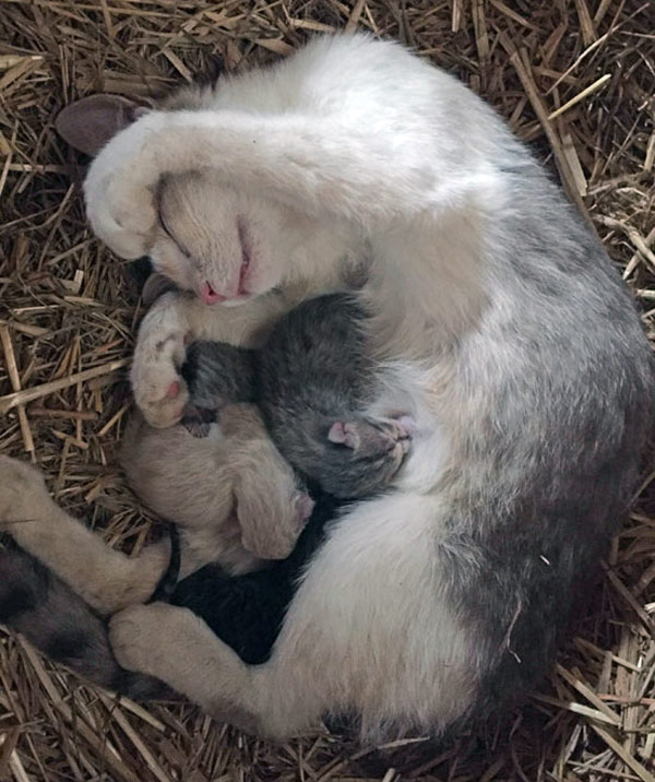 mother cat nursing