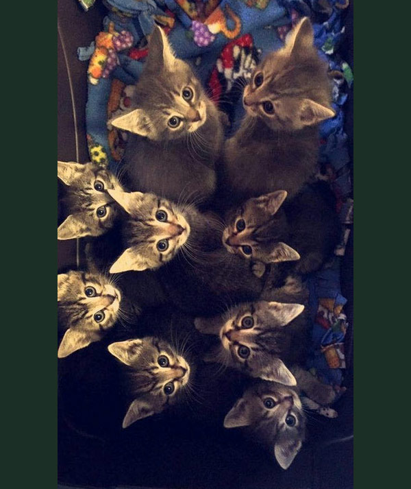 nine kittens