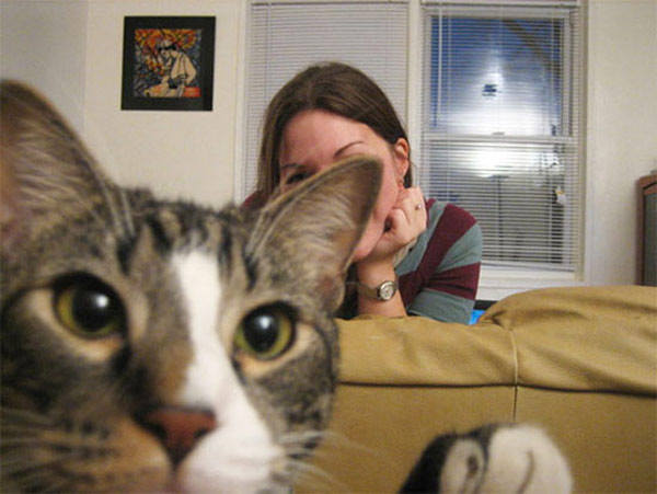 photobomb cat