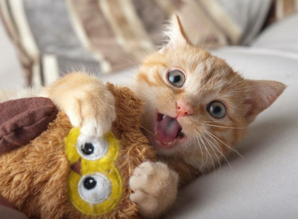 playful kitten