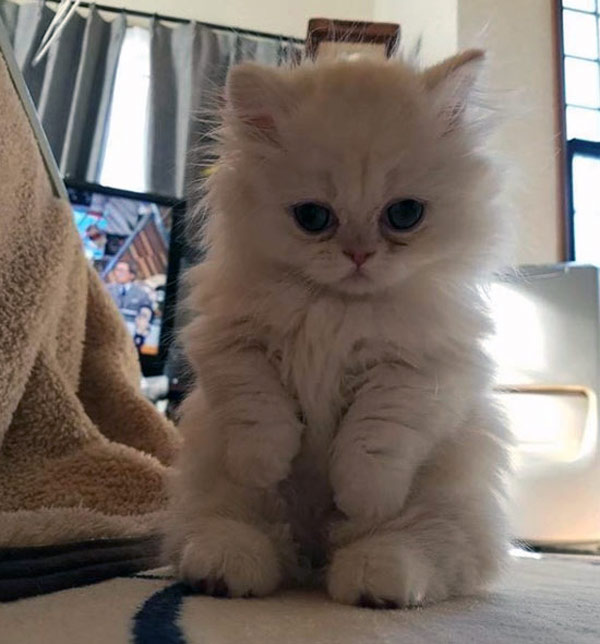 poofy white kitten