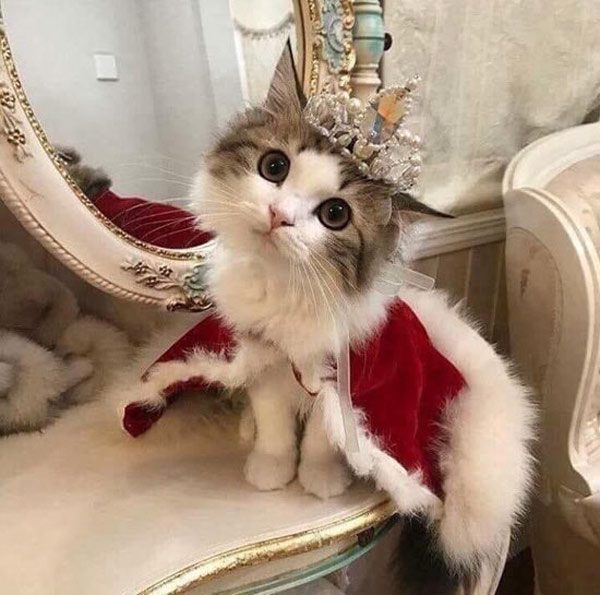 cat in crown