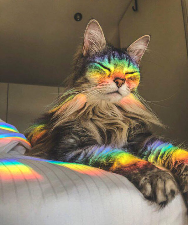 rainbow cat