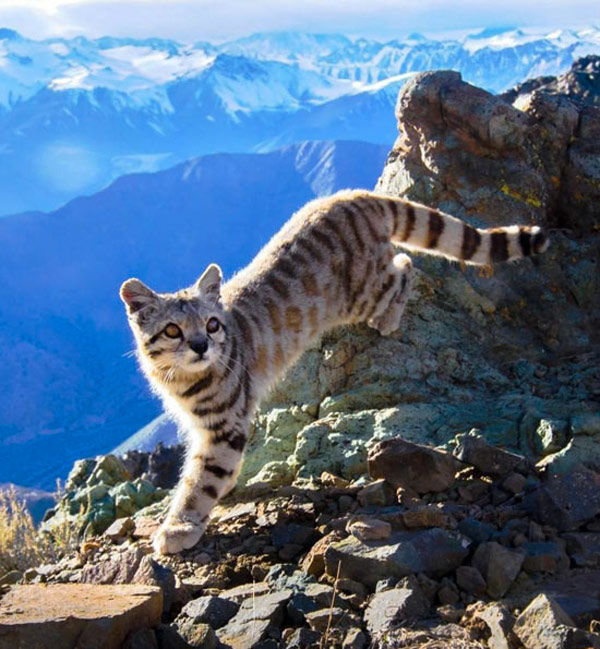 rare andean cat