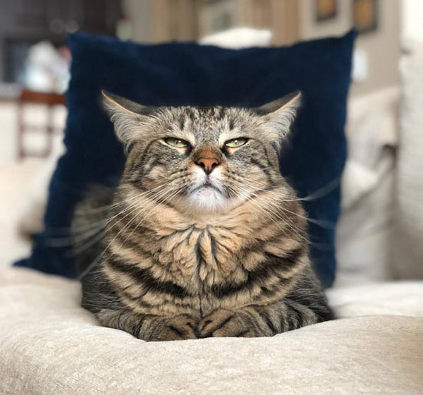 regal cat