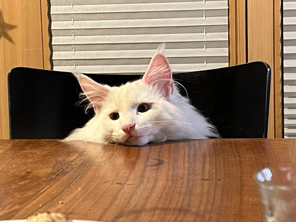 sad cat at table
