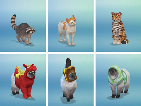 sim cats