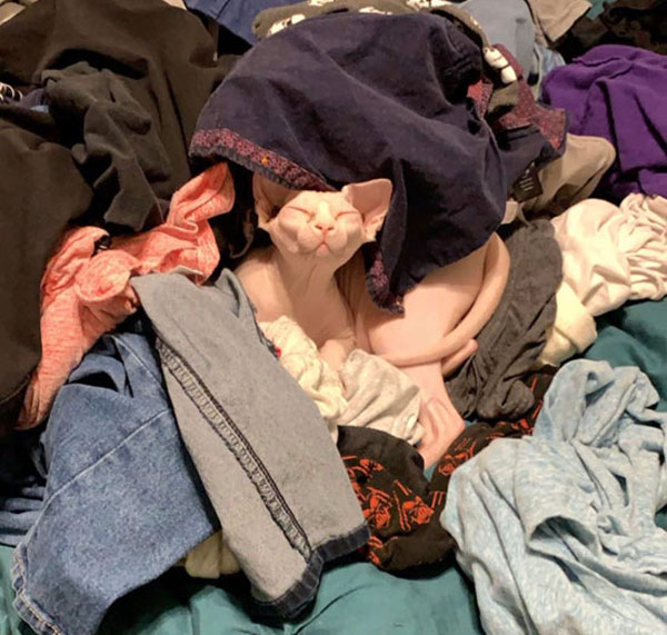 sphinx cat in clean clothes