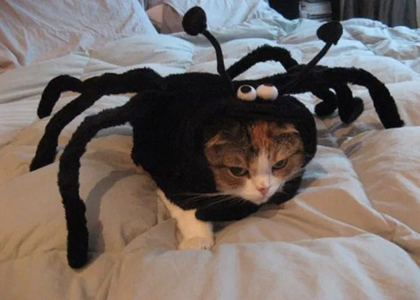 spider cat costume