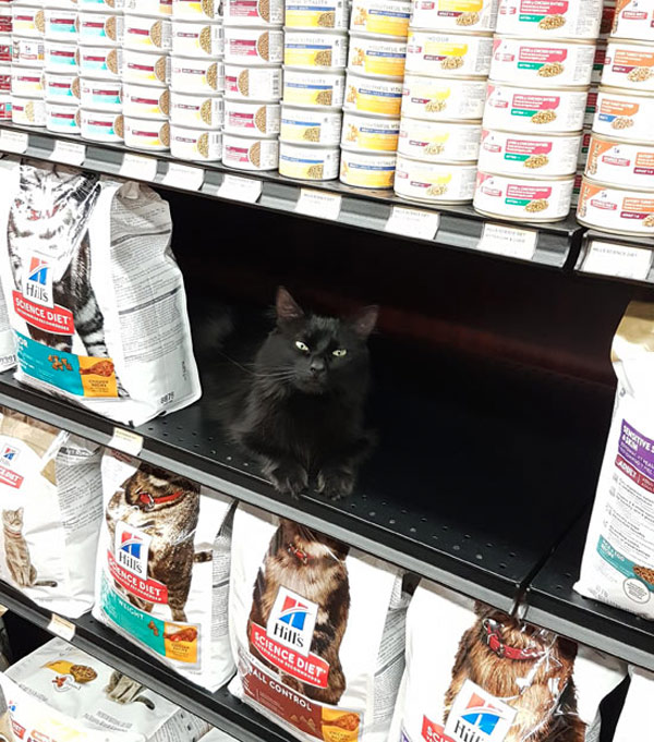 cat on store shelf