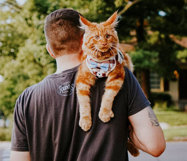 cat on shoulder