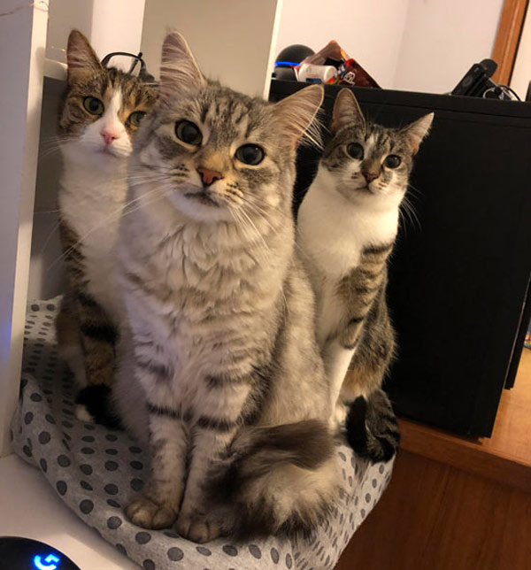 three hungry cats