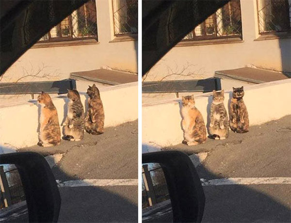 three suspicious cats