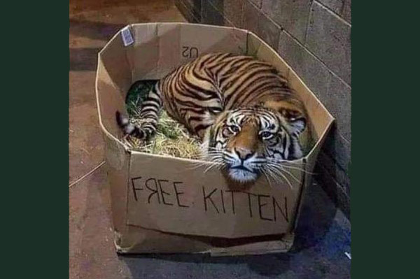 tiger in free kitten box