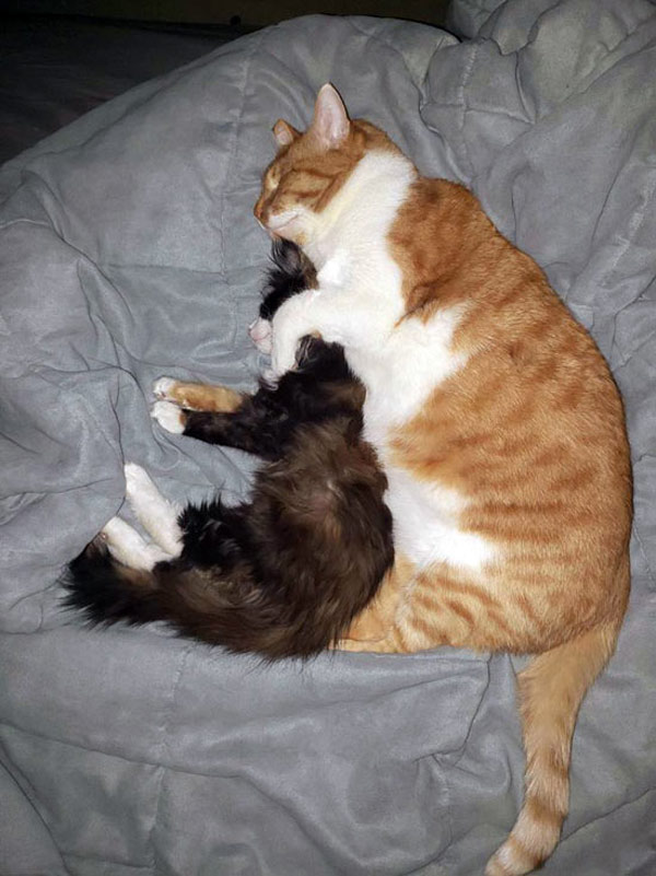 cats spooning