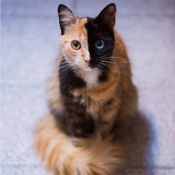 two faced cat