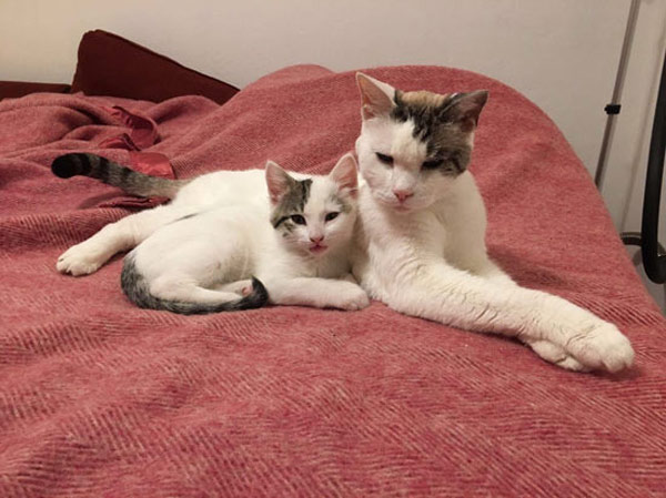 two white cts on bed