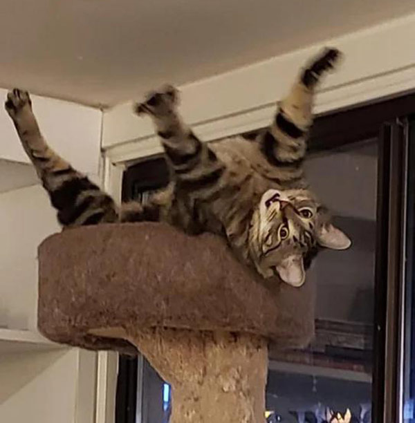 upside down cat