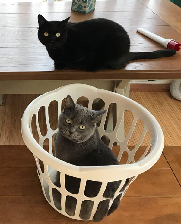 washbasket cat