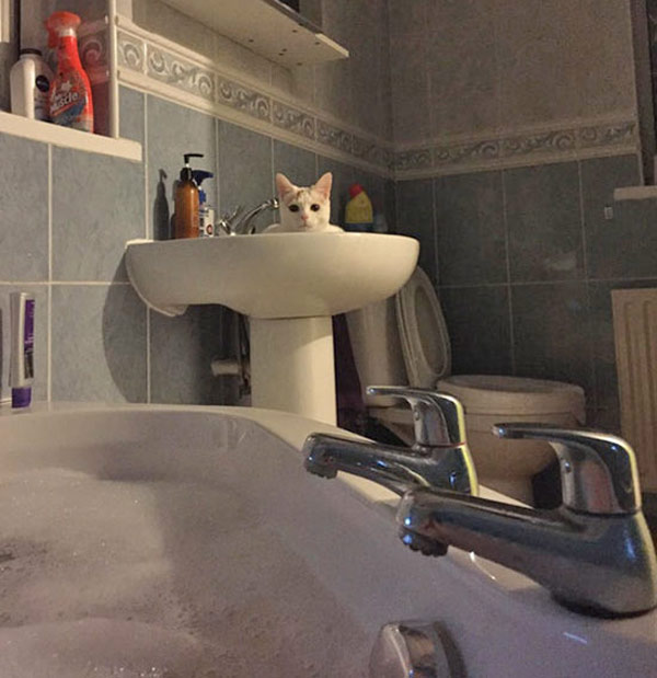 white cat in bathroom sink