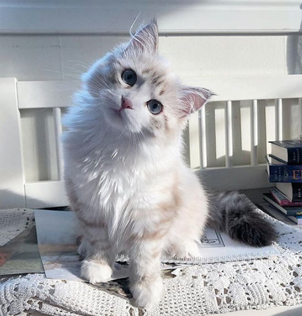 white cat with tilted head