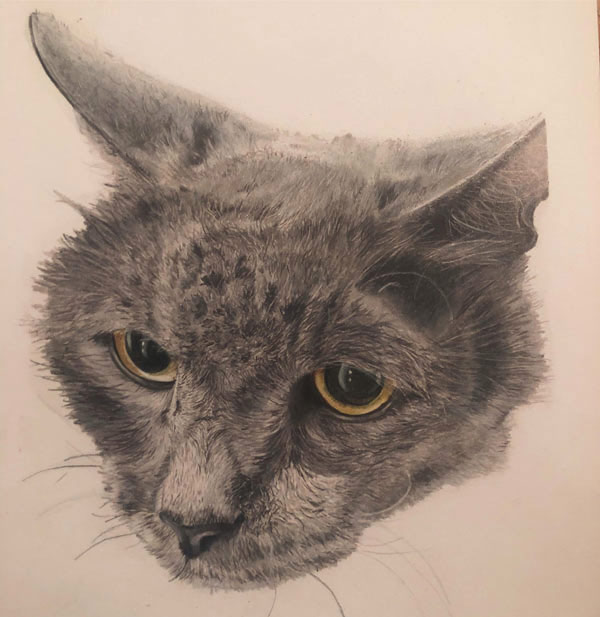 cat head colored pencil art