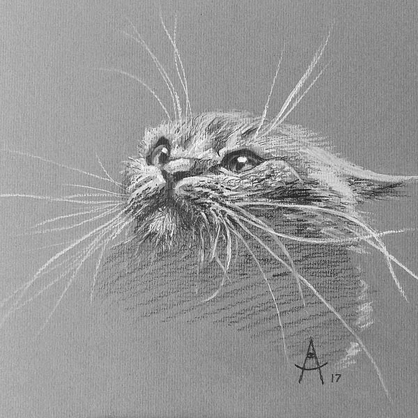 graphite cat  art