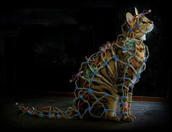 electrified cat art art