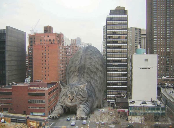 giant city cat collage