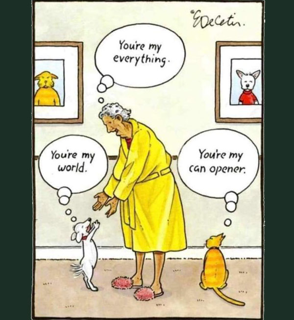 can-opener cat  comic