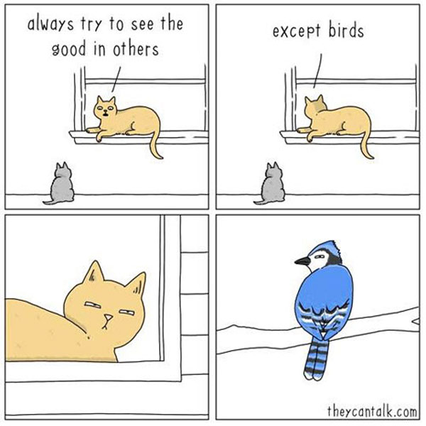 cat hates birds  comic