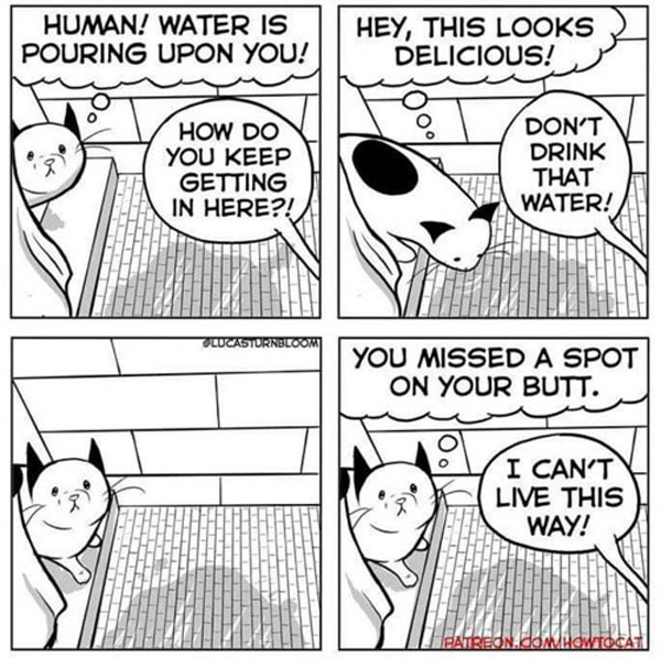 cat in the bathroom comic