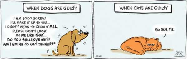cats vs dogs guilt comic