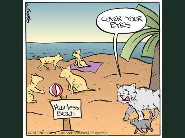 hairless cat beach comic