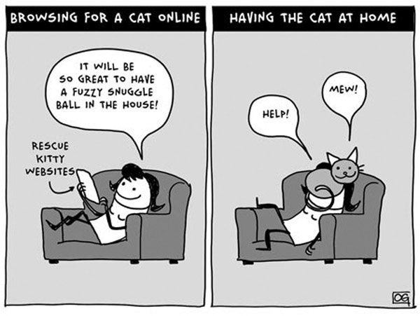 shelter cat  comic