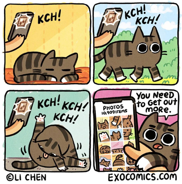 social media  cat comic