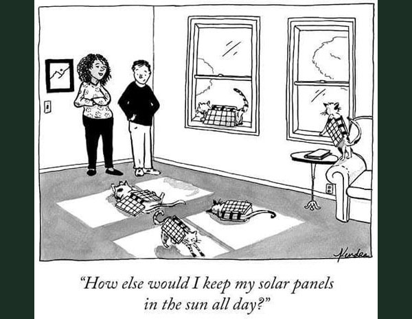 solar panel cat comic