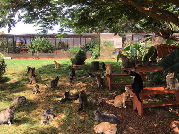 backyard full of cats
