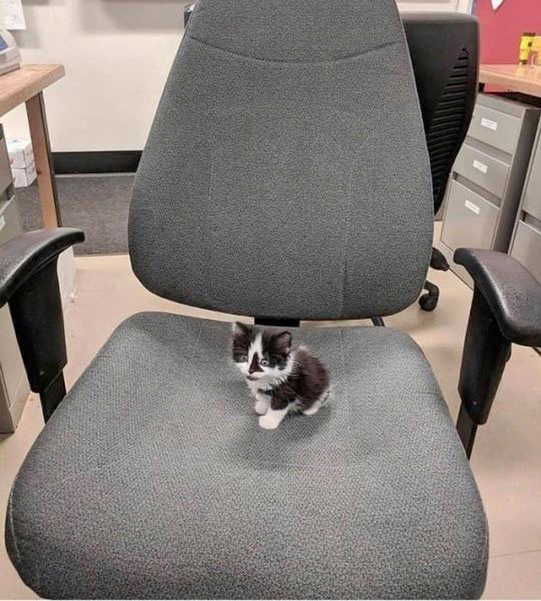 big chair little cat