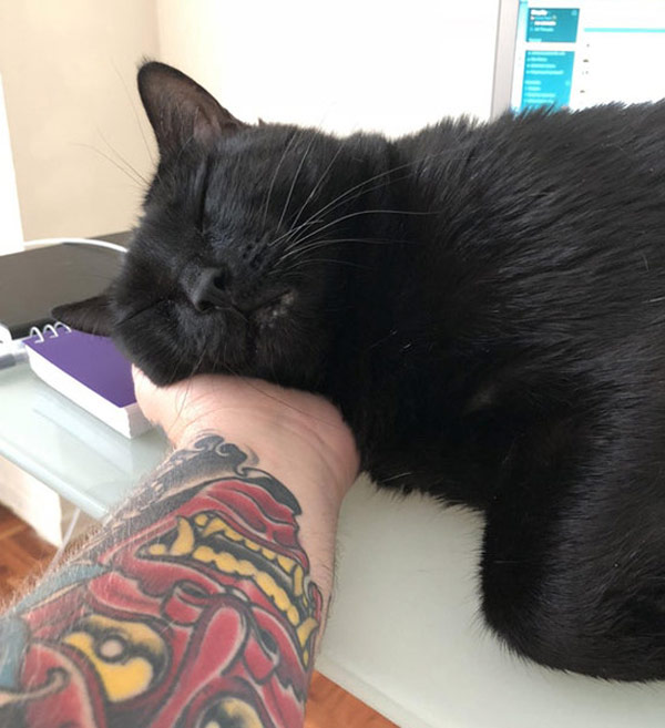 cat asleep on tattooed arm