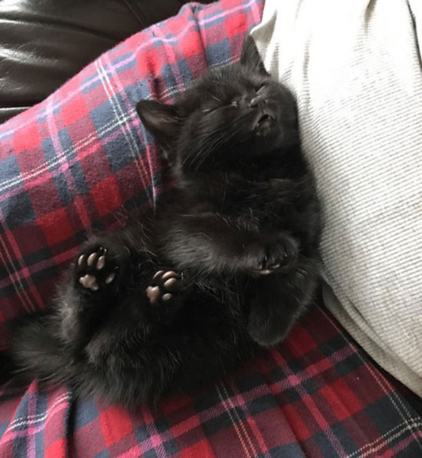 black kitten sleeping